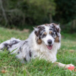 Tubullar bells dit Mike du Duncallipsy