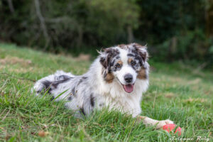 chien berger australien adulte bleu merle