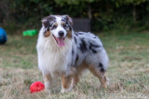Chien adulte berger australien bleu merle jouant à l'extérieur dans l'herbe
