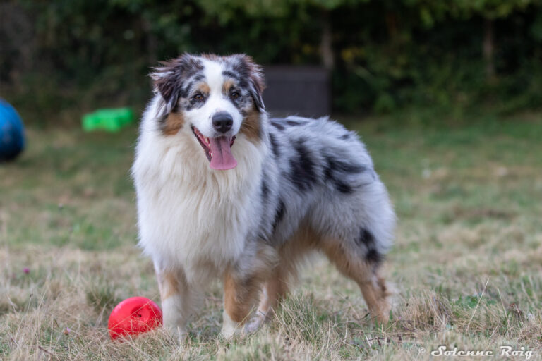 Chien adulte berger australien bleu merle jouant à l'extérieur dans l'herbe