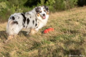 Chien adulte berger australien bleu merle jouant à l'extérieur dans l'herbe