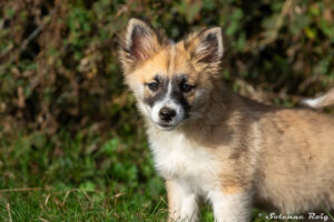 chiot berger islandais fauve
