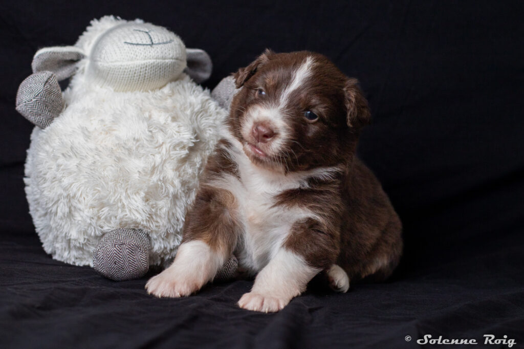 chiot berger australien rouge tricolore