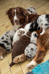 maman berger australien rouge tricolore et ses chiots de toutes robes