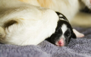 chiot berger australien noir tricolore nouveau-né contre sa maman