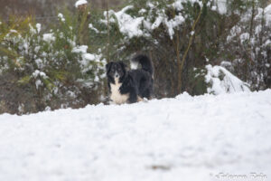 chien adulte berger australien noir tricolore dans la neige