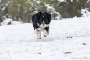 chien adulte berger australien noir tricolore dans la neige