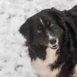 Once upon a time of Sipawaban "Fairy"