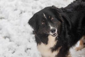 chien adulte berger australien noir tricolore jouant dans la neige