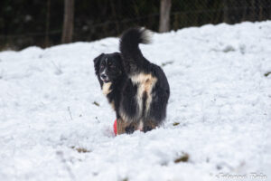 chien adulte berger australien noir tricolore dans la neige
