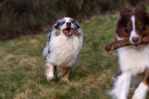 Chien adulte berger australien bleu merle jouant à l'extérieur dans l'herbe