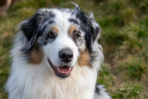 Chien adulte berger australien bleu merle jouant à l'extérieur dans l'herbe