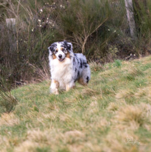 Chien adulte berger australien bleu merle jouant à l'extérieur dans l'herbe