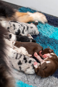 Chiots berger australien nouveau-né