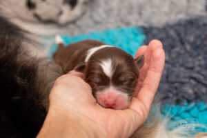 Chiot berger australien rouge tricolore nouveau-né