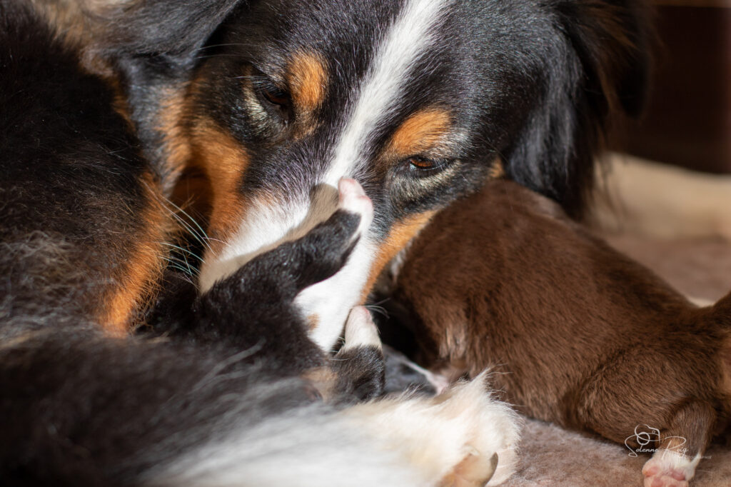 Chiots berger australien