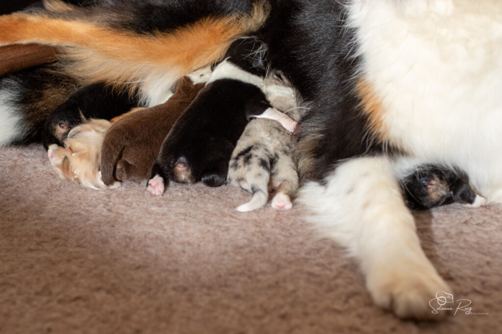 Chiots berger australien