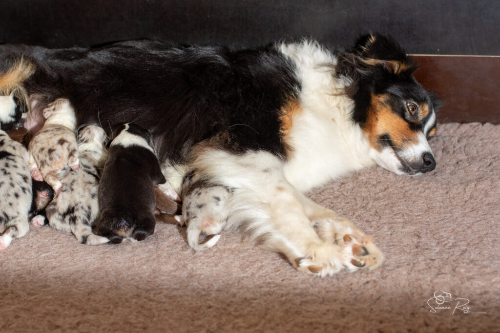 Chiots berger australien
