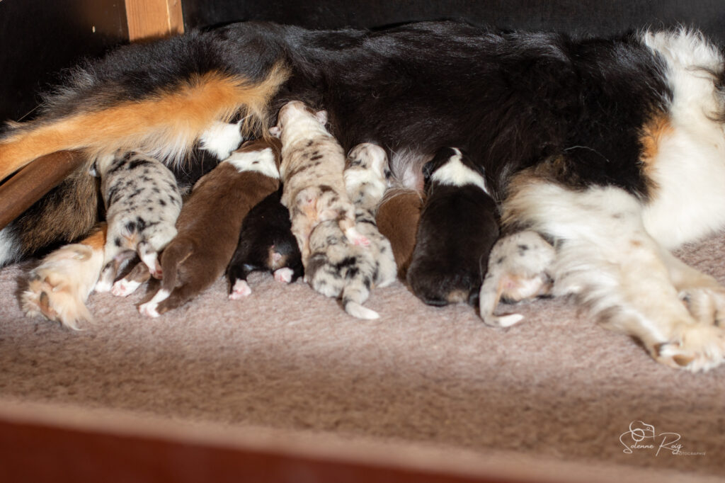Chiots berger australien