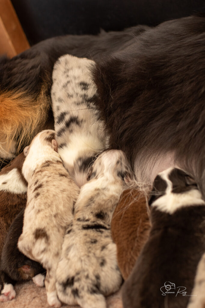 Chiots berger australien