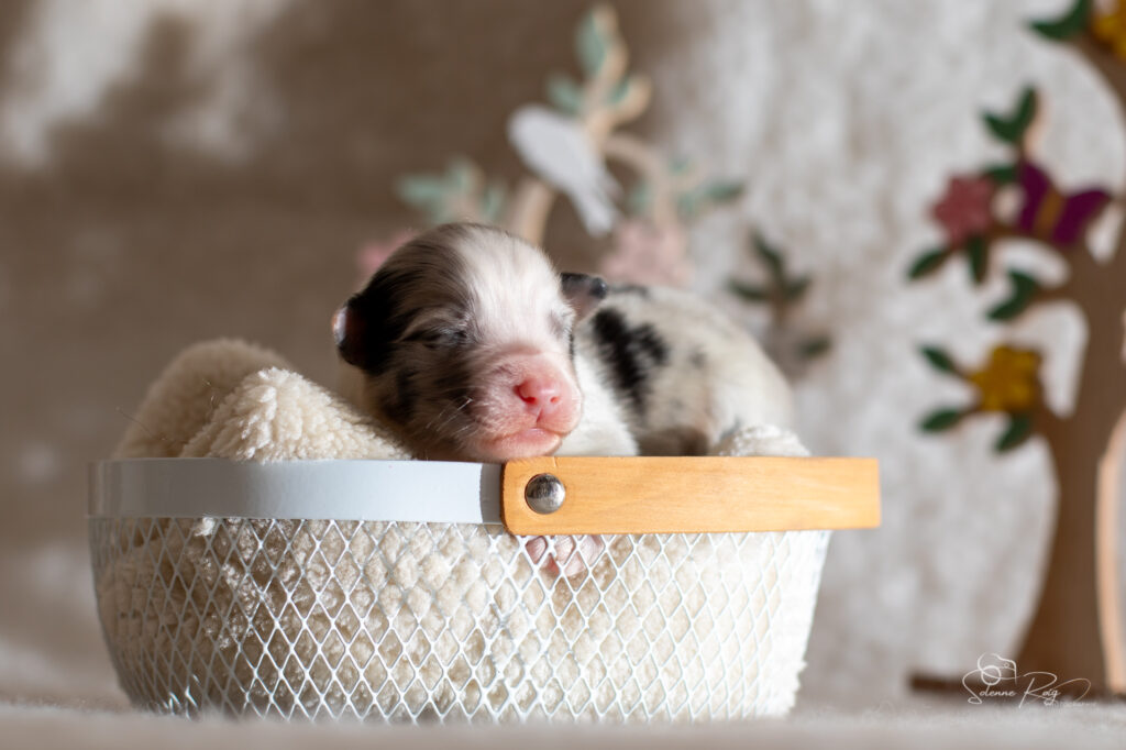Chiot berger australien bleu merle