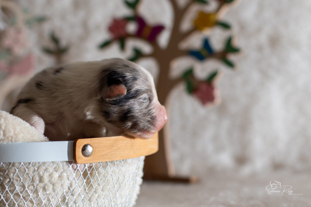 chiot berger australien bleu