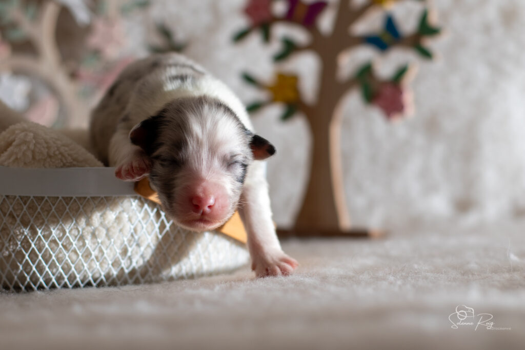 chiot berger australien bleu merle