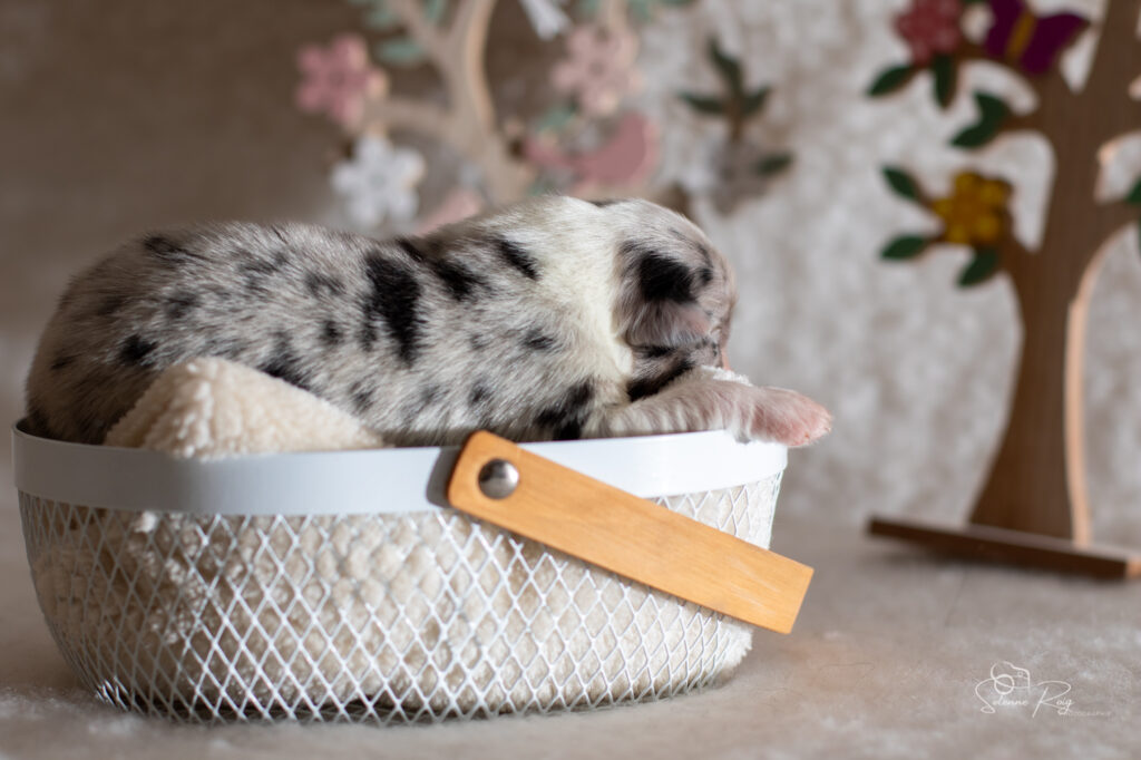 chiot berger australien bleu merle