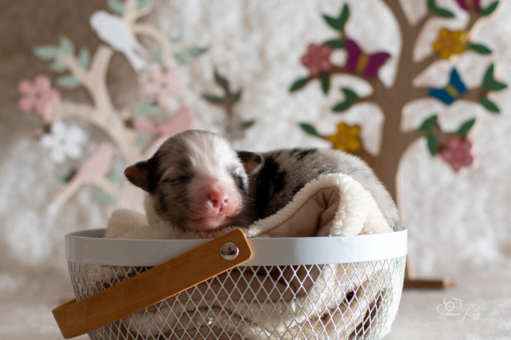 Chiot berger australien bleu merle