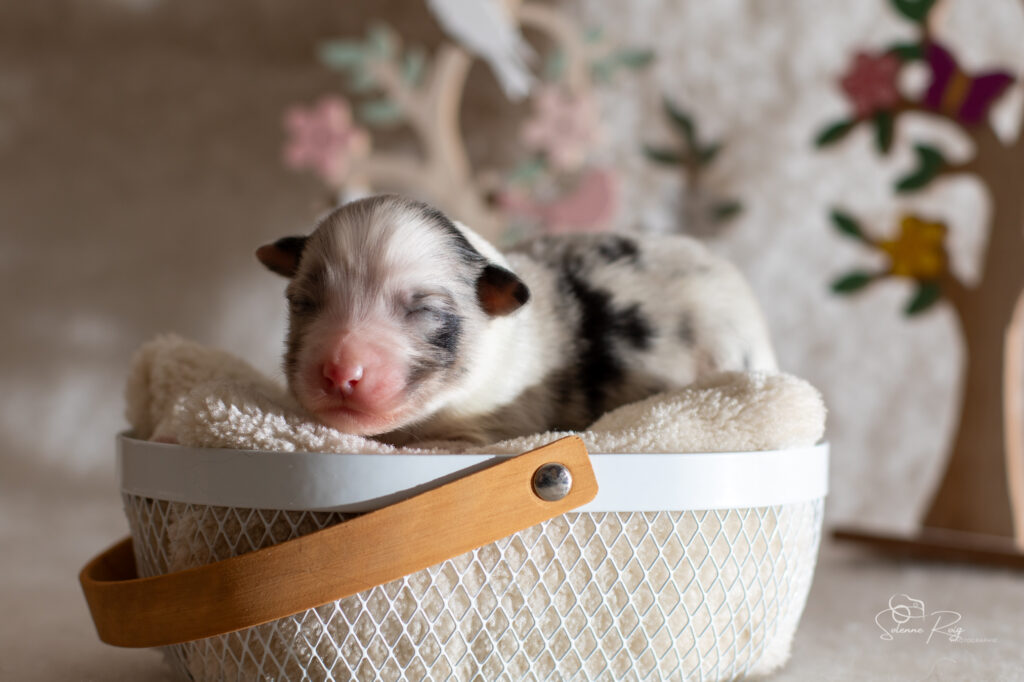 Chiot berger australien bleu merle