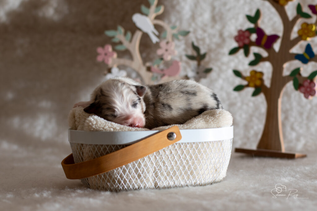 Chiot berger australien bleu merle