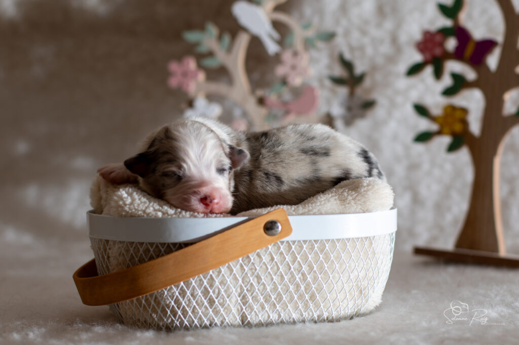 Chiot berger australien bleu merle