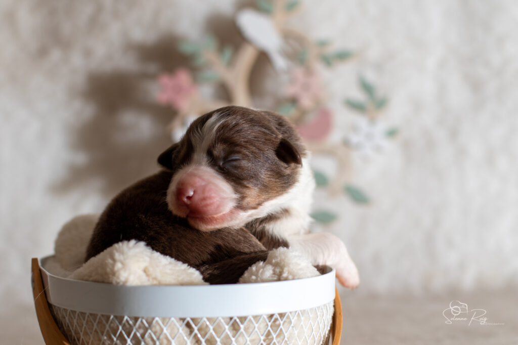 Chiot berger australien femelle rouge tricolore