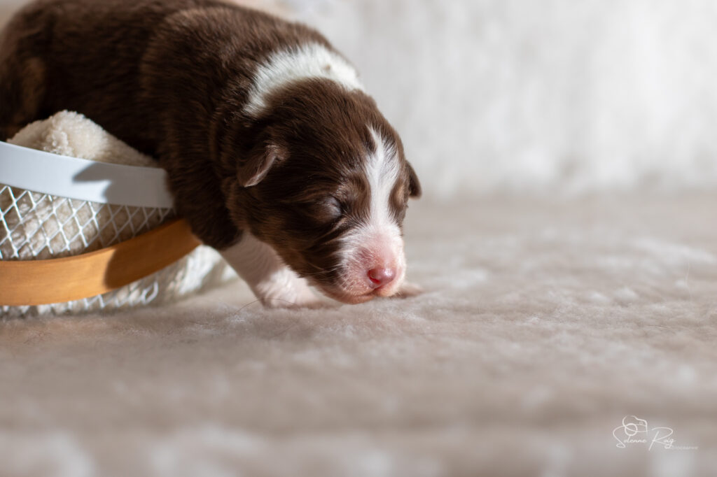 Chiot berger australien femelle rouge tricolore