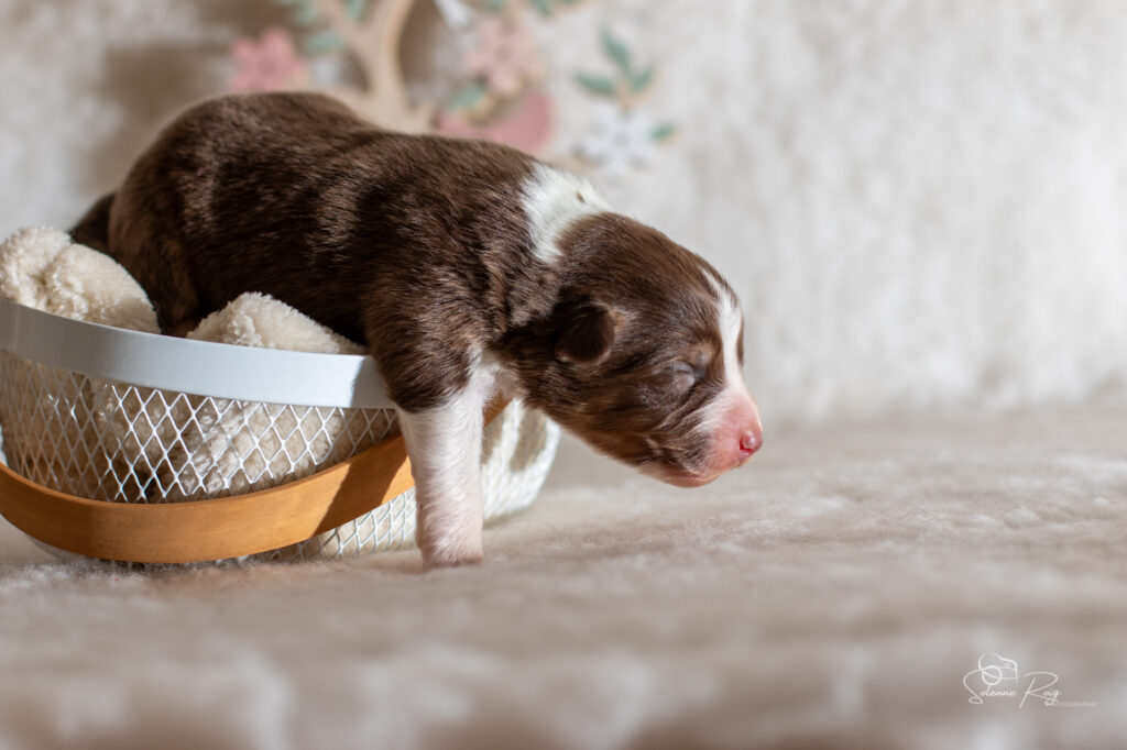 Chiot berger australien femelle rouge tricolore