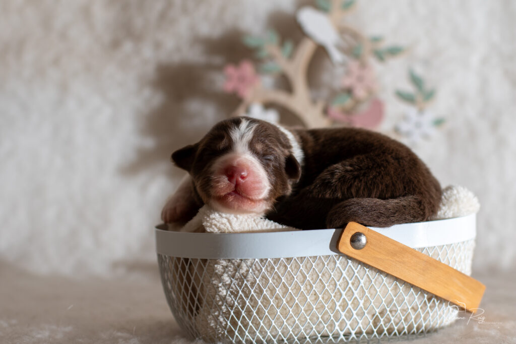 Chiot berger australien femelle rouge tricolore