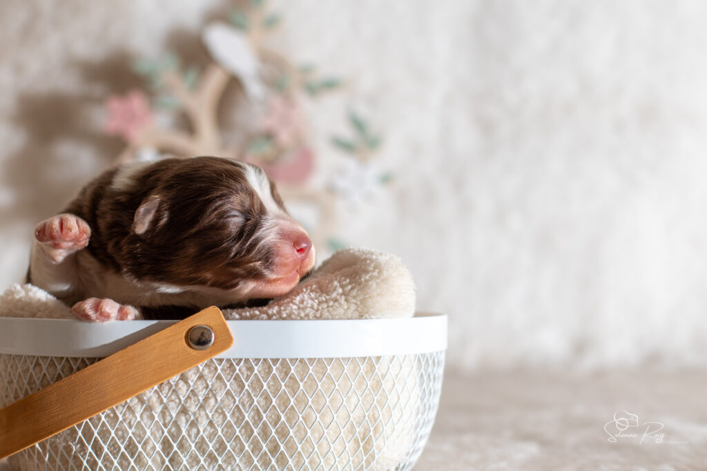 Chiot berger australien femelle rouge tricolore