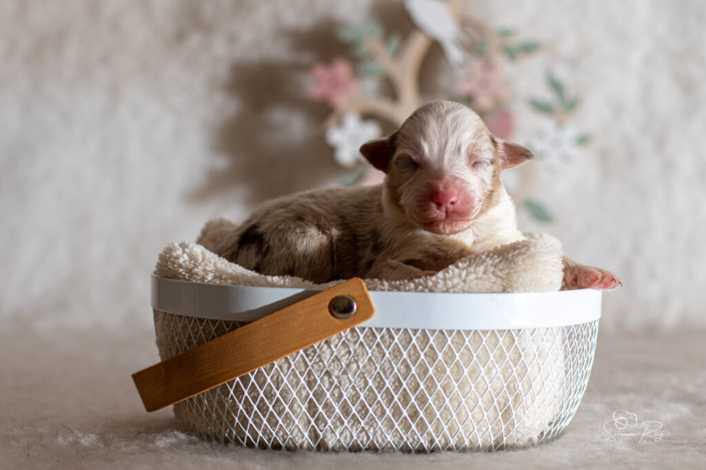 Chiot berger australien femelle rouge merle