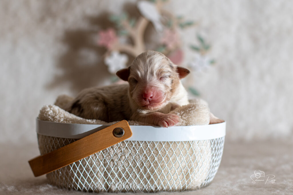 Chiot berger australien rouge merle