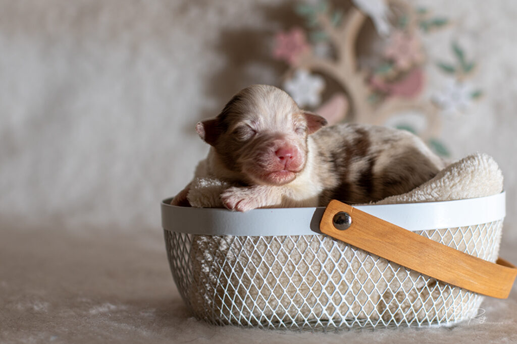 Chiot berger australien rouge merle