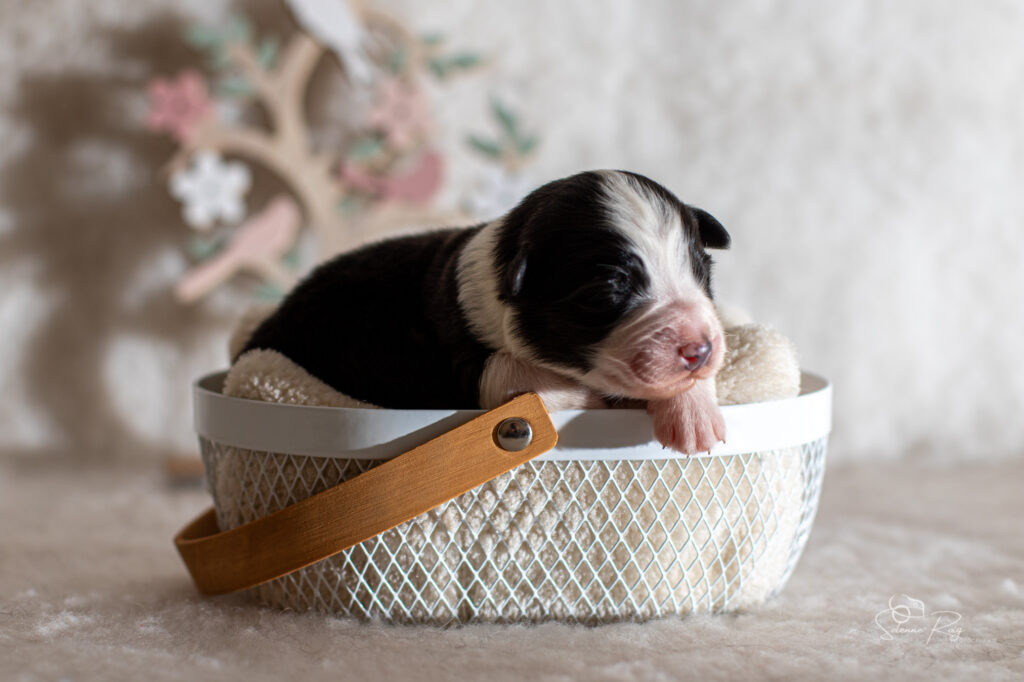 Chiot berger australien femelle noir tricolore