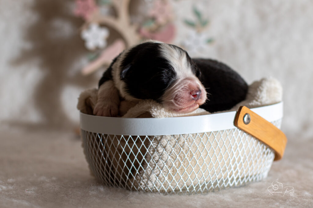 Chiot berger australien femelle noir tricolore