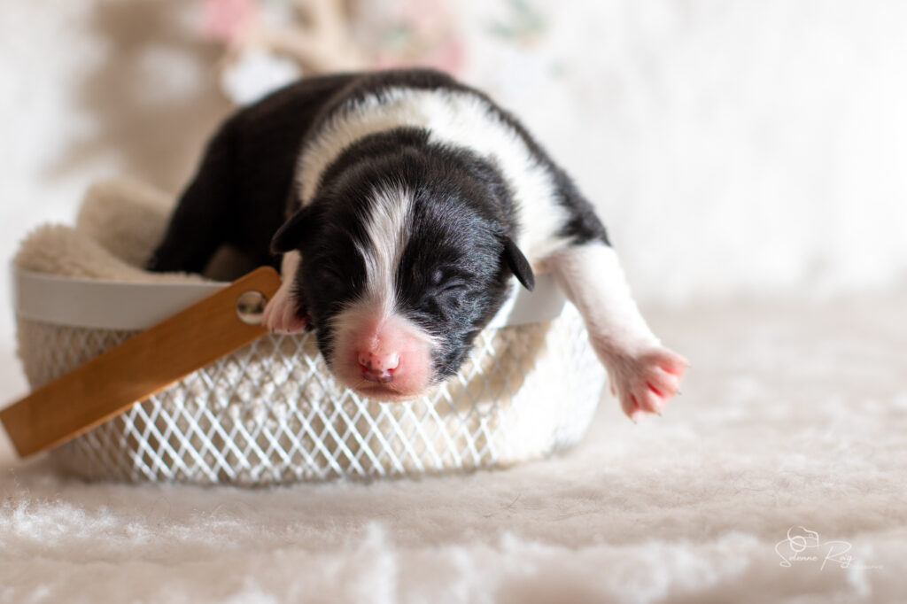Chiot berger australien noir tricolore