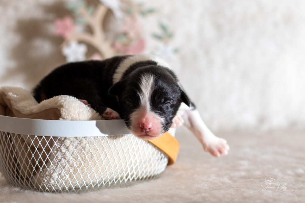Chiot berger australien noir tricolore