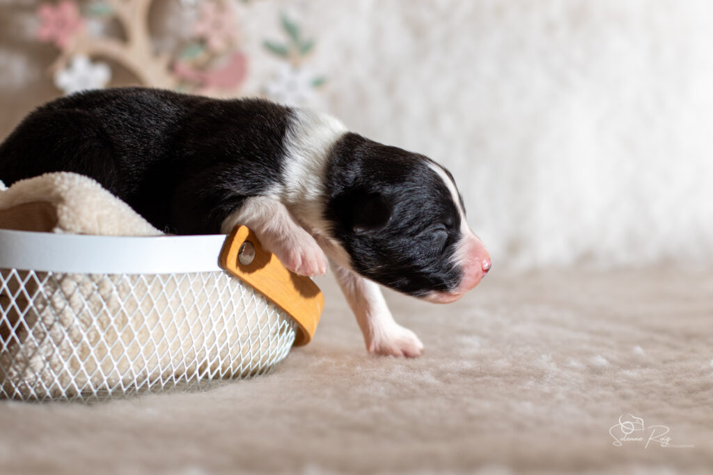 Chiot berger australien noir tricolore