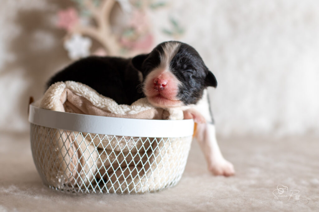 Chiot berger australien noir tricolore