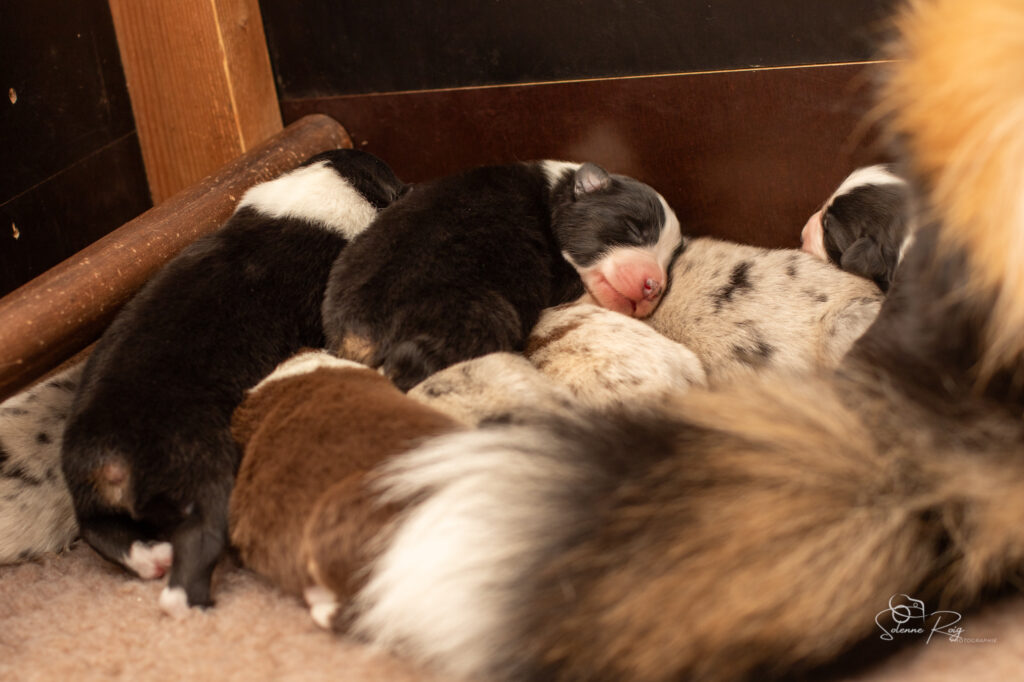 Chiots berger australien