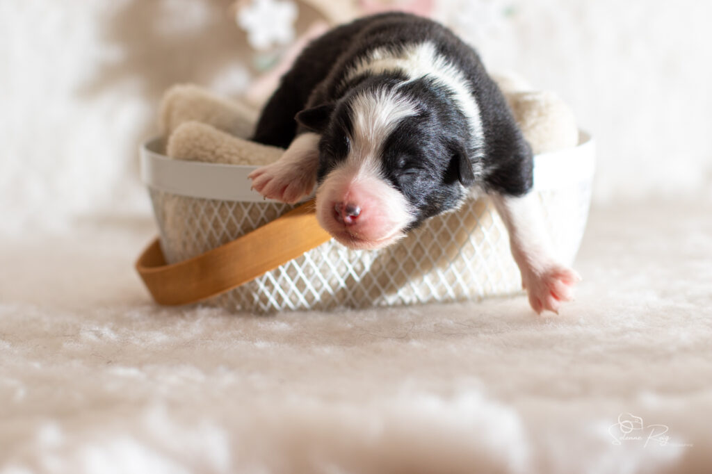 Chiot berger australien noir tricolore