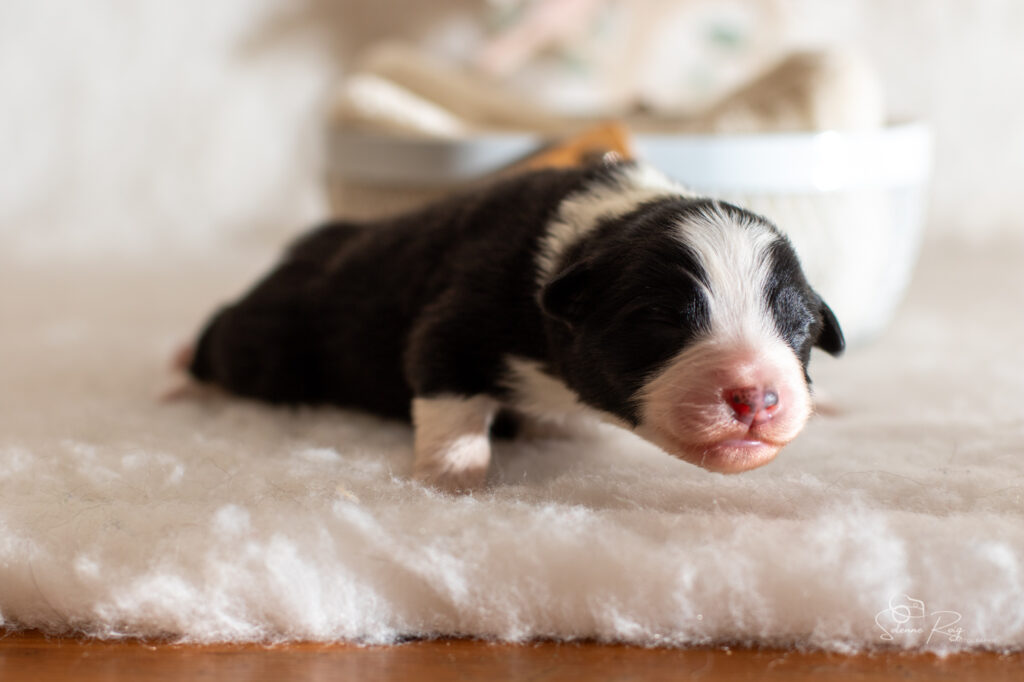Chiot berger australien noir tricolore