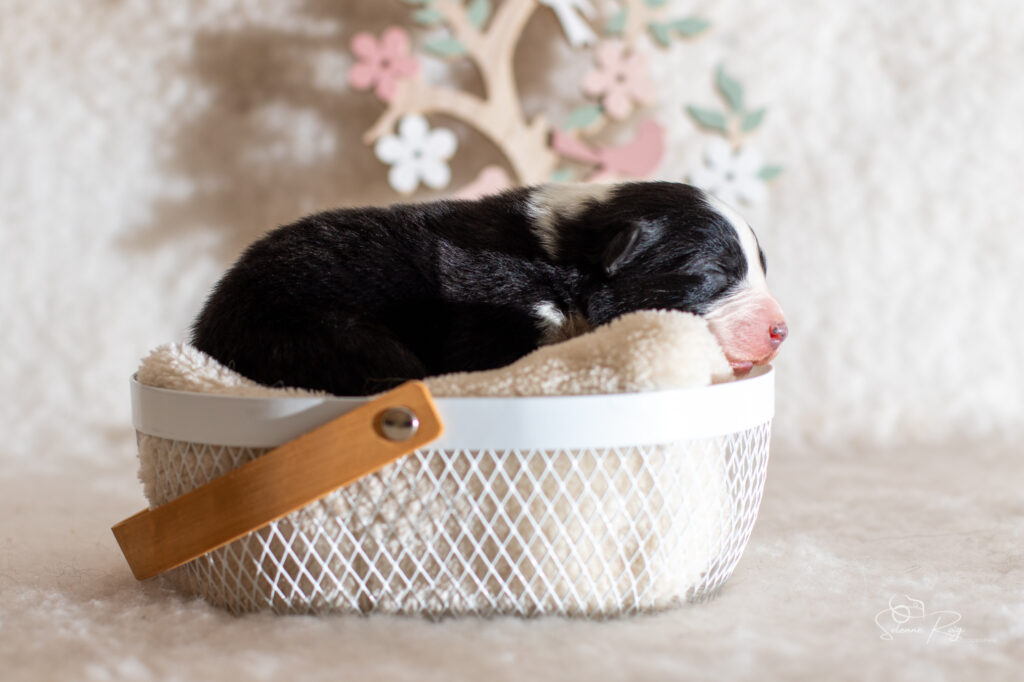 Chiot berger australien noir tricolore